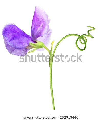 Sweet pea flower Stock Photos, Images, & Pictures | Shutterstock
