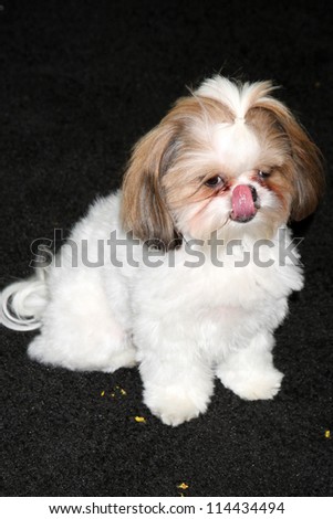 seven psychopaths shih tzu bonny the shih tzu stock photos images pictures seven psychopaths shih tzu bonny the shih tzu stock photos images pictures