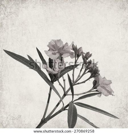 essay oleander white The novel ‘white oleander’ was written by janet fitch in the year 1999 the novel is a representation of the social challenges that a child under foster care goes. essay oleander white The novel ‘white oleander’ was written by janet fitch in the year 1999 the novel is a representation of the social challenges that a child under foster care goes.