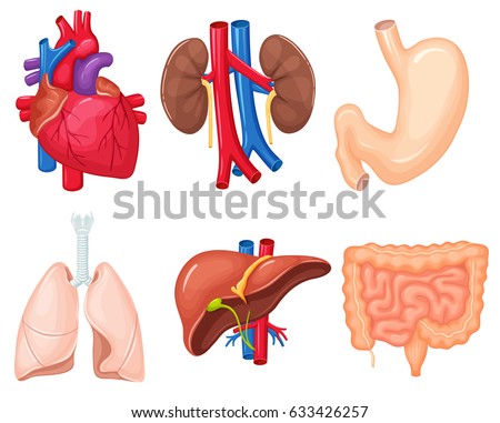 Liver Stock Images, Royalty-Free Images & Vectors | Shutterstock