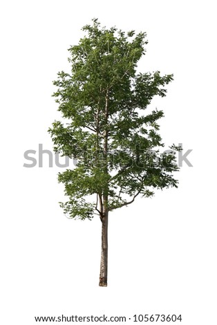 Huge Oak Old Tree Stock Photos, Images, & Pictures | Shutterstock