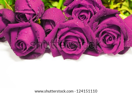 stock-photo-purple-roses- stock-photo-purple-ros...