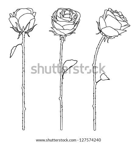 Rose Outline Stock Photos, Images, & Pictures 