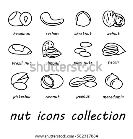 Pecan-nut Stock Images, Royalty-Free Images & Vectors | Shutterstock