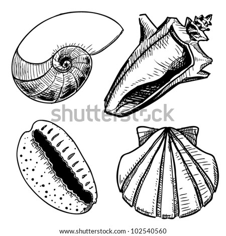 Sea Shell Hand Drawing Sketch Vector Stock Vector 102445865 - Shutterstock