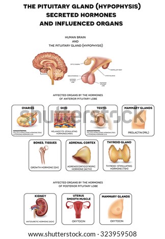 Gland Stock Photos, Royalty-Free Images & Vectors - Shutterstock