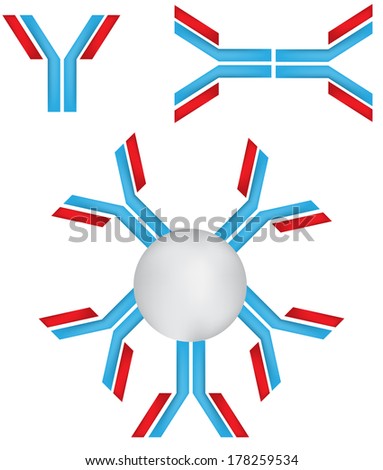 Immunoglobulin Stock Photos, Royalty-free Images & Vectors - Shutterstock