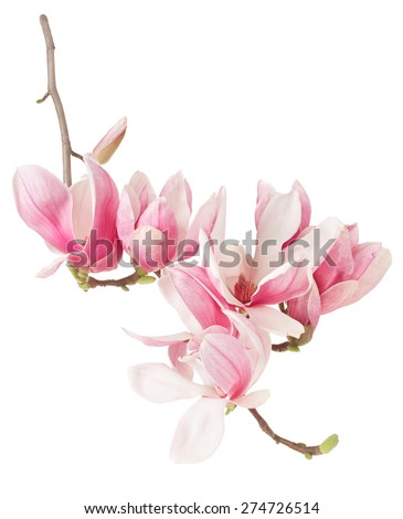 Magnolia Stock Photos, Images, & Pictures | Shutterstock