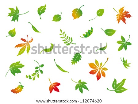 Oak Leaf Stock Photos, Images, & Pictures | Shutterstock