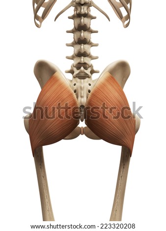 Muscle Anatomy Stock Photos, Images, & Pictures | Shutterstock