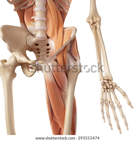 Hip Bone Stock Photos, Images, & Pictures | Shutterstock