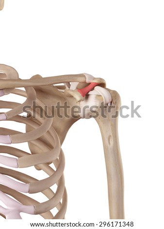 Shoulder Anatomy Stock Photos, Images, & Pictures | Shutterstock