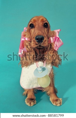 English Cocker Spaniel Sitting On Isolated Stock Photo 61383874