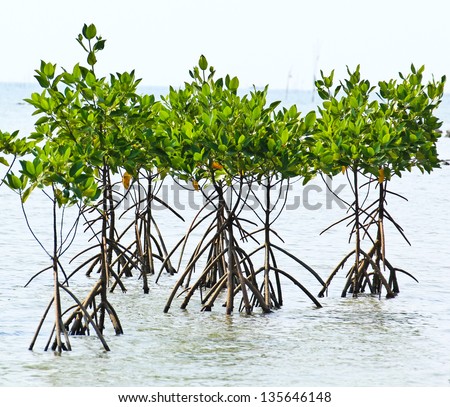 stock-photo-mangrove-plant-in-sea-shore-
