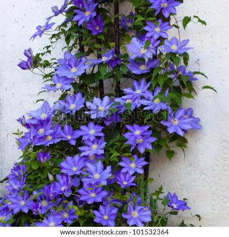 clematis flowering vines Beautiful photo  Vine Clematis on stock Trellis Flower a