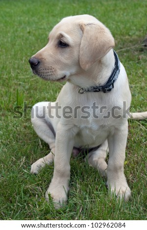 Labby Labby