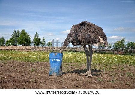 stock-photo-the-comic-image-of-the-ostrich-that-hiding-its-head-in-a-barrel-with-the-inscription-sand-the-338019020.jpg