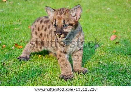 Cougar cubs are born with a full coat of fur. Initially, the fur is a ...