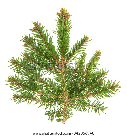 MsJuliansAPES - Evergreen Coniferous Forest (Taiga)