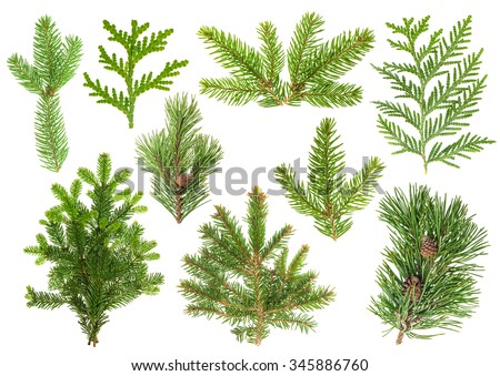 MsJuliansAPES - Evergreen Coniferous Forest (Taiga)
