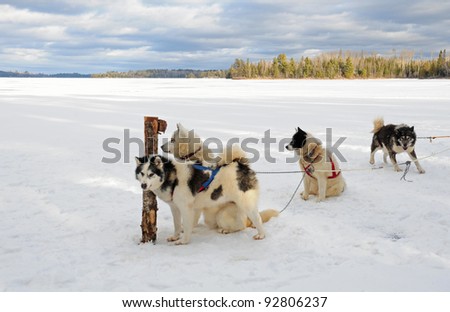 Winter landscape: Team of Canadian Inuit sled dogs in harnesses, waiting for action - stock photo
