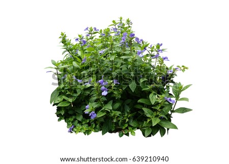 Shrub Stock Images, Royalty-Free Images & Vectors | Shutterstock