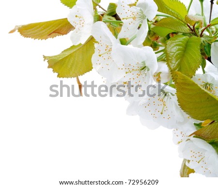 Sweet-scented Stock Images, Royalty-Free Images & Vectors | Shutterstock
