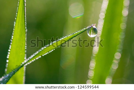 Fresh morning dew on spring grass, natural background - close up with ... Fresh morning dew on spring grass, natural background - close up with ...