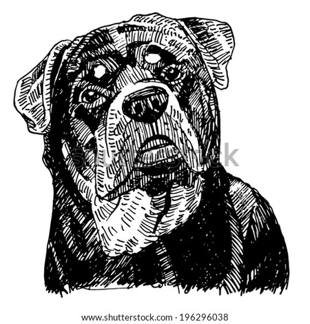 Rottweiler dog in pose-hand drawing, pencil line drawn. Vector