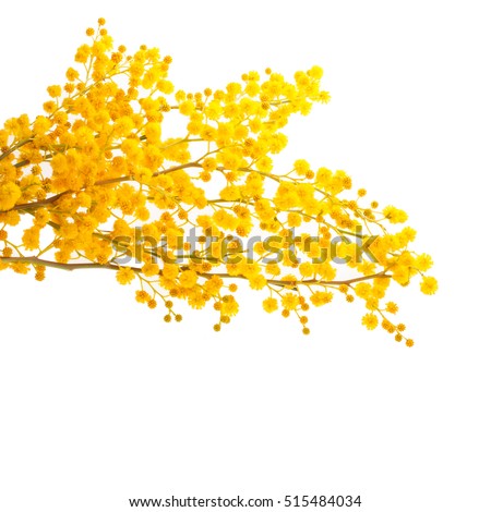 Acacia Stock Images, Royalty-Free Images & Vectors | Shutterstock