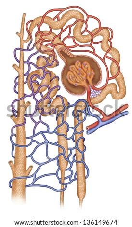 Nephron Stock Images, Royalty-Free Images & Vectors | Shutterstock