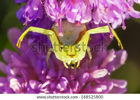 Crab-spider Stock Images, Royalty-Free Images & Vectors | Shutterstock