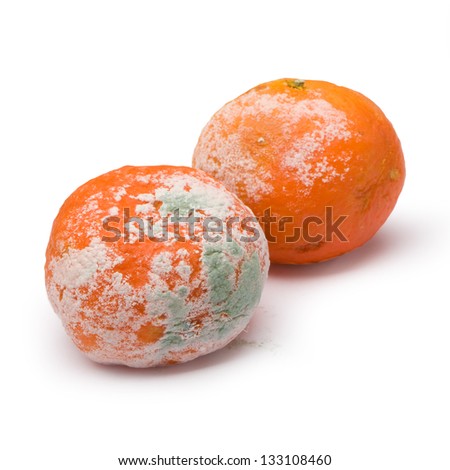 stock-photo-a-moldy-orange-isolated-on-a-white-background-133108460.jpg