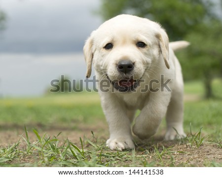 Yellow labrador puppy - stock photo - stock-photo-yellow-labrador-puppy-144141538