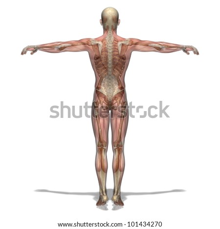 Female Anatomy Body Stock Illustration 31321102 - Shutterstock