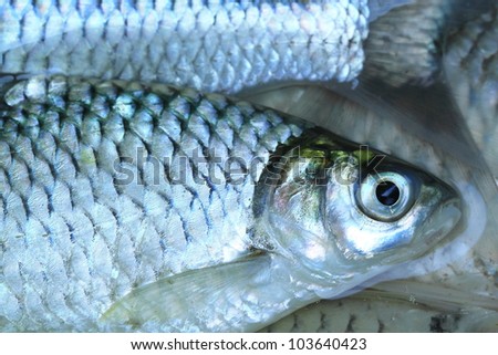 vegetable strips for fresh water fish emily palen lesbian