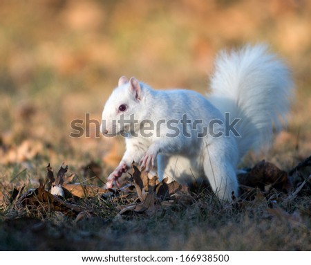 white squirrel girl nude msllika nude sexy photo