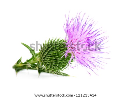 Thistle Stock Images, Royalty-Free Images & Vectors | Shutterstock