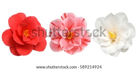 Camellia Stock Images, Royalty-Free Images & Vectors | Shutterstock
