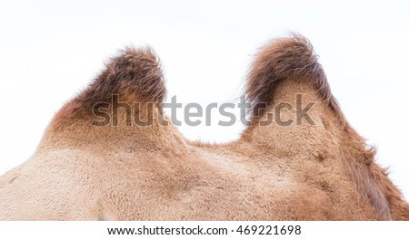 Humping Stock Photos, Royalty-Free Images &amp; Vectors - Shutterstock