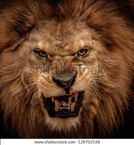 stock-photo-close-up-shot-of-roaring-lion-128702168.jpg