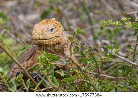  - stock-photo-face-of-the-yellow-galapagos-land-iguana-north-seymour-island-galapagos-ecuador-175977584
