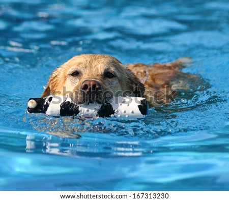 pool dog local swimming dogs shutterstock