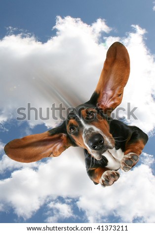 stock-photo-flying-dog-41373211.jpg