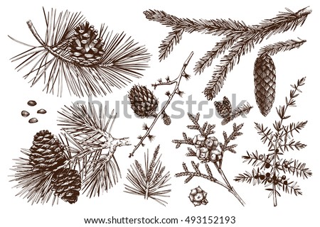 Vector collection of conifers illustration. Vintage evergreen plants sketch set - fir, pine, spruce, larch, juniper, cedar, cypress. Christmas decoration elements. Vector collection of conifers illustration. Vintage evergreen plants sketch set - fir, pine, spruce, larch, juniper, cedar, cypress. Christmas decoration elements.