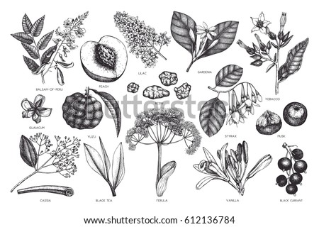 Vector floral collection. Vintage Hand drawn Perfumery and cosmetics ingredients set. Aromatic and medicinal plant. Vector floral collection. Vintage Hand drawn Perfumery and cosmetics ingredients set. Aromatic and medicinal plant.