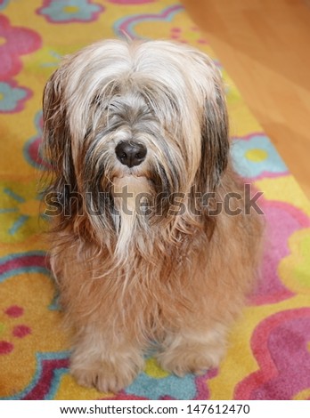 tibetan terrier and kitten in tibetan terrier in front of tibetan terrier and kitten in tibetan terrier in front of