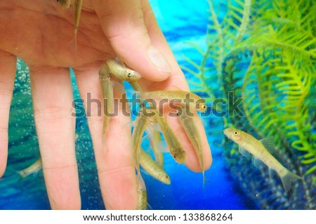  - stock-photo-manicure-fish-spa-beauty-treatment-hand-and-finger-skin-care-treatment-in-water-with-the-fish-rufa-133868264
