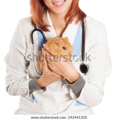 Woman Vet Cavy Hands On White Stock Photo 152623340 - Shutterstock