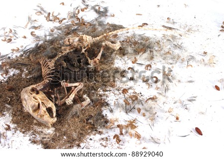 Field+Mouse+Life+Cycle Dying mouse Stock Photos, Dying mouse Stock Photography, Dying mouse ...